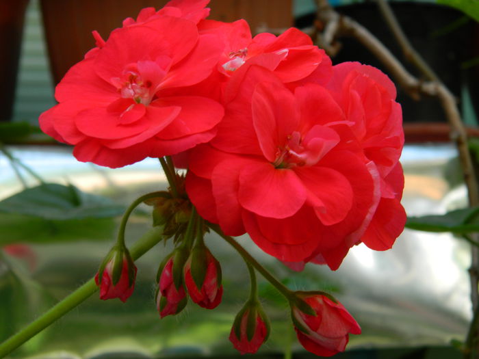 DSCN9637 - 2015_2_IUNIE