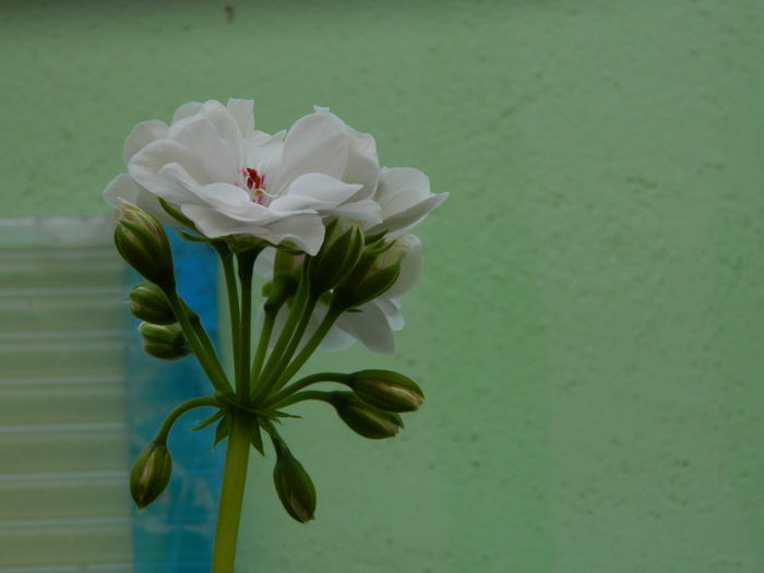 DSCN9638 - 2015_2_IUNIE