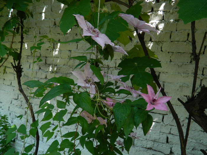 DSCN9642 - 2015_2_IUNIE