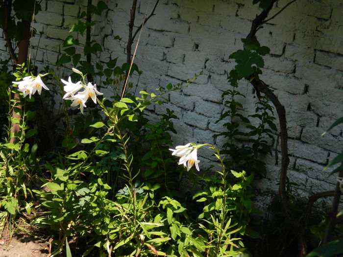 DSCN9644 - 2015_2_IUNIE