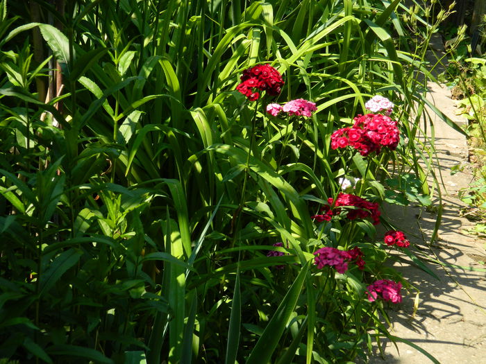 DSCN9645 - 2015_2_IUNIE