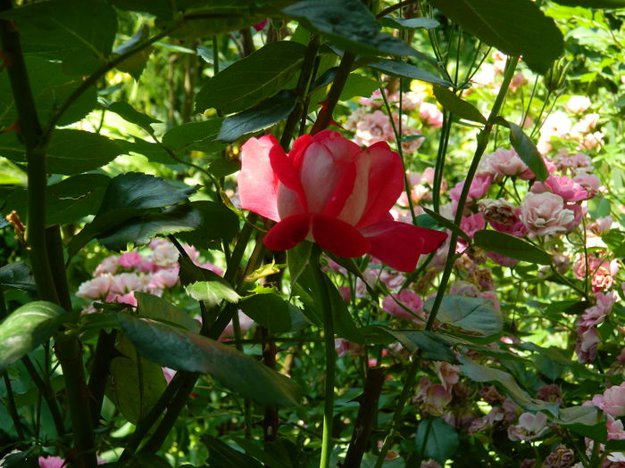 DSCN9646 - 2015_2_IUNIE