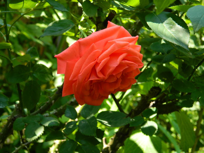 DSCN9647 - 2015_2_IUNIE