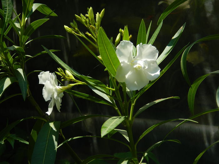 DSCN9648 - 2015_2_IUNIE