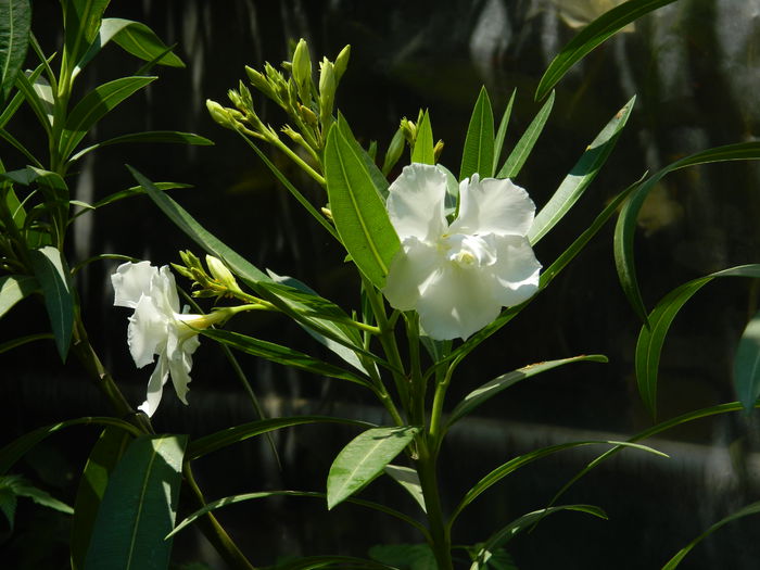 DSCN9649 - 2015_2_IUNIE