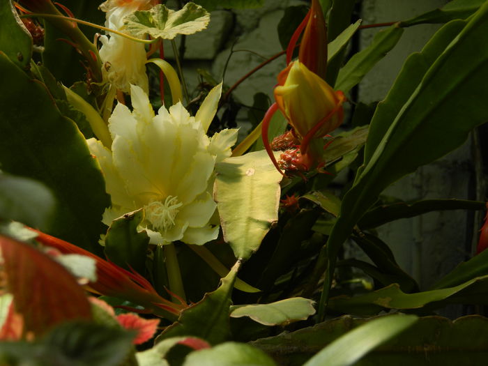 DSCN9652 - 2015_2_IUNIE