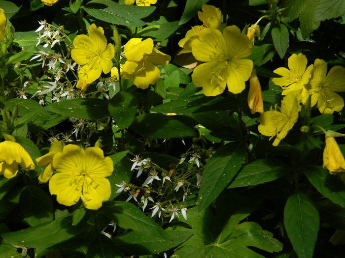 DSCN9655 - 2015_2_IUNIE