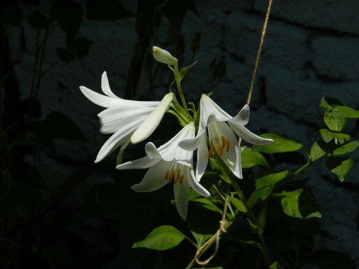 DSCN9658 - 2015_2_IUNIE