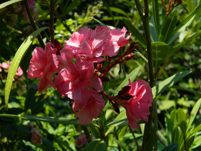 DSCN9671 - 2015_2_IUNIE