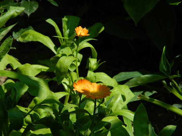 DSCN9675 - 2015_2_IUNIE