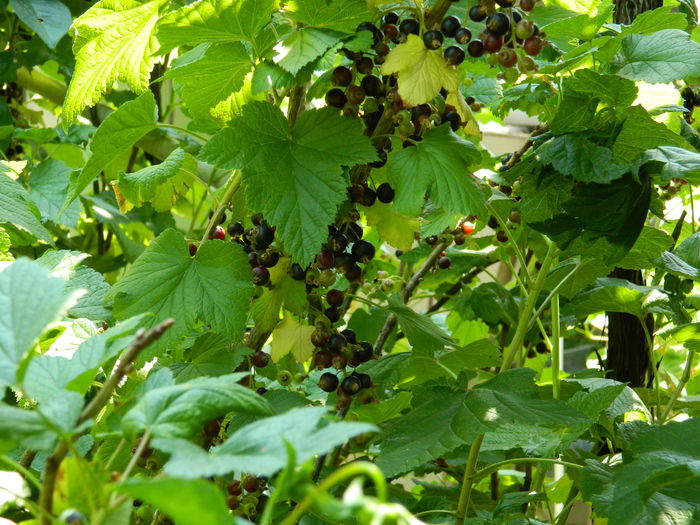 DSCN9678 - 2015_2_IUNIE