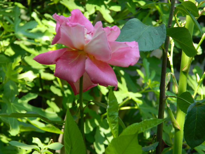 DSCN9680 - 2015_2_IUNIE