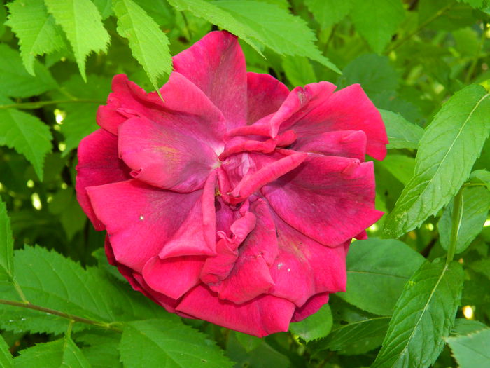 DSCN9683 - 2015_2_IUNIE