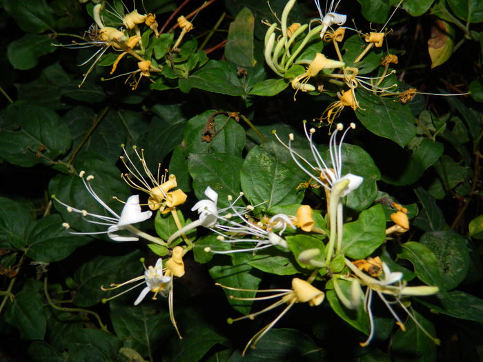 DSCN9704 - 2015_2_IUNIE