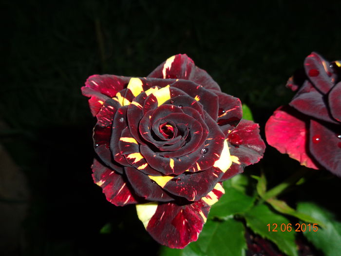 DSC04459 - Trandafiri