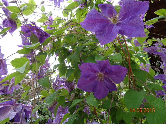 DSC04494 - Clematita