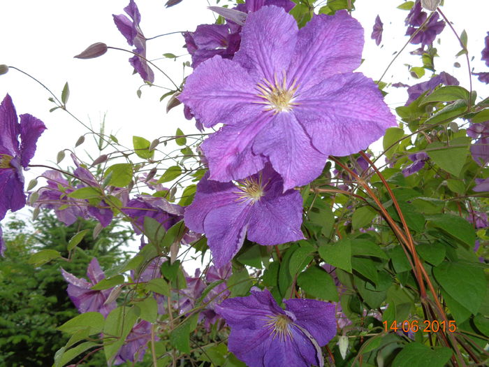 DSC04495 - Clematita