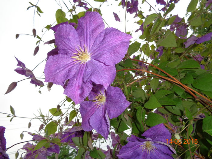 DSC04497 - Clematita