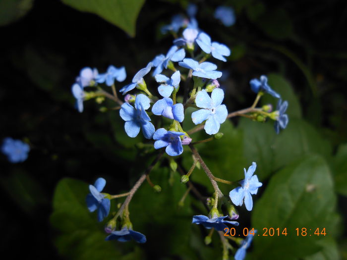 DSCN7950 - Myosotis