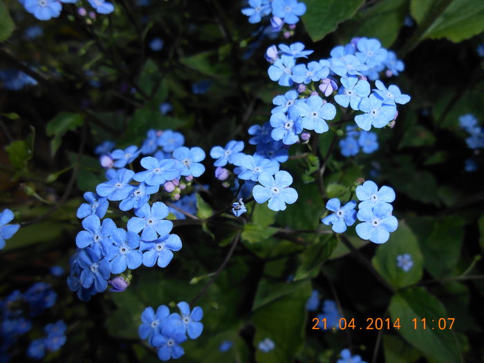 DSCN8026 - Myosotis