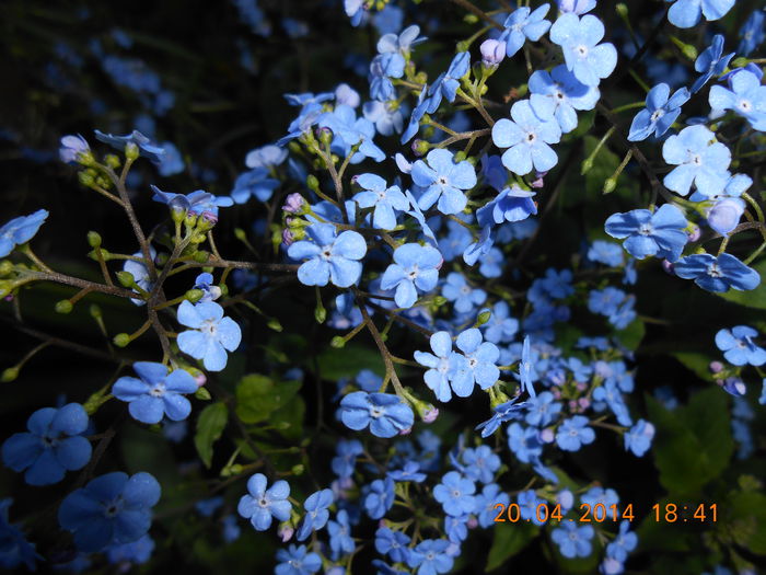 DSCN7934 - Myosotis