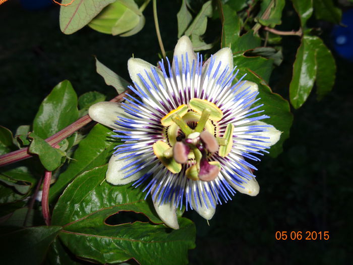 DSC04271 - Floarea pasiunii