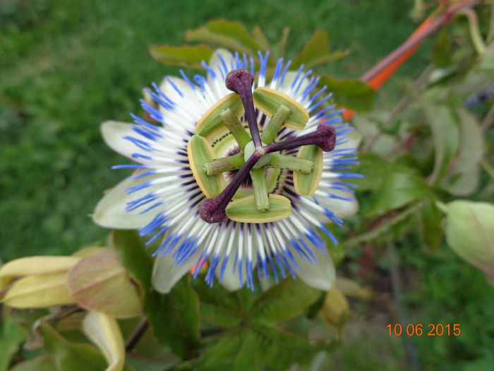 DSC04418 - Floarea pasiunii