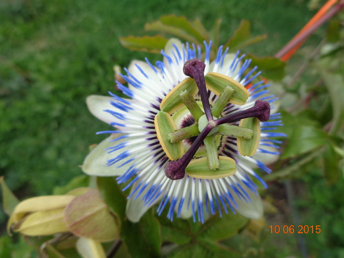 DSC04419 - Floarea pasiunii