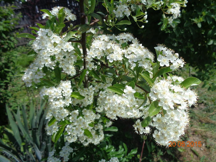 DSC03761 - Pyracantha