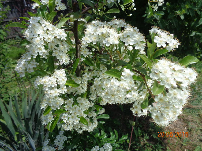 DSC03762 - Pyracantha