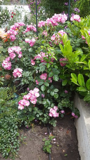 Angela  2015-06-04 (2)