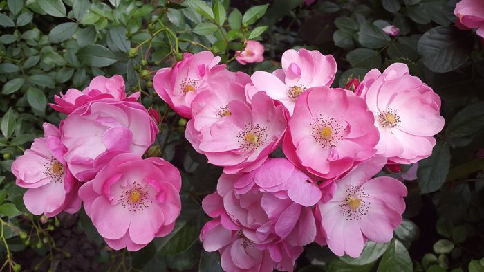 Angela  2015-06-04 (3)