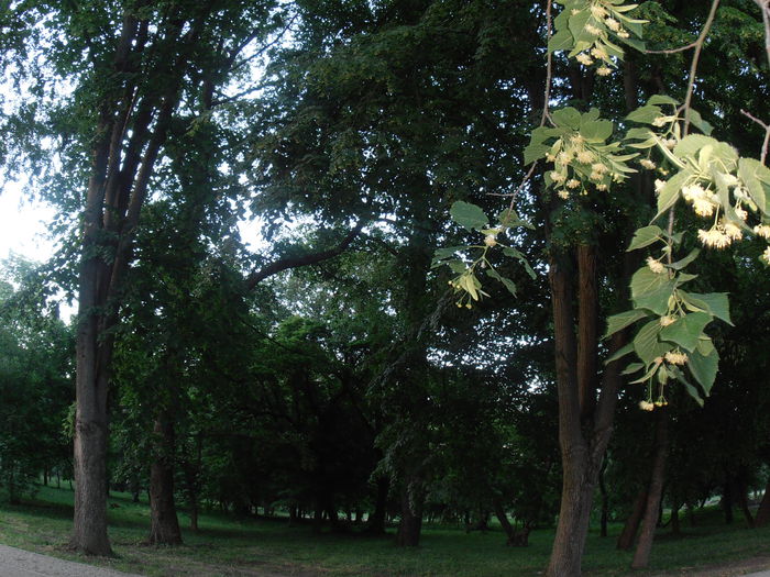 P6090110