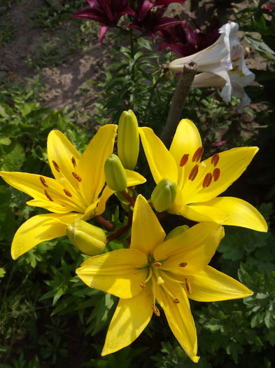 IMG_20150616_085358 - cale si crini 2015