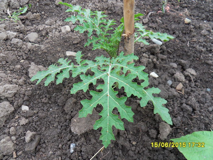 rosie salbatica; rosie salbatica
