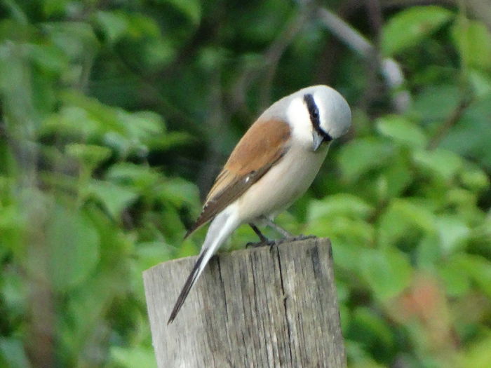 facea curte - a-vizitatorii gradinii-2015