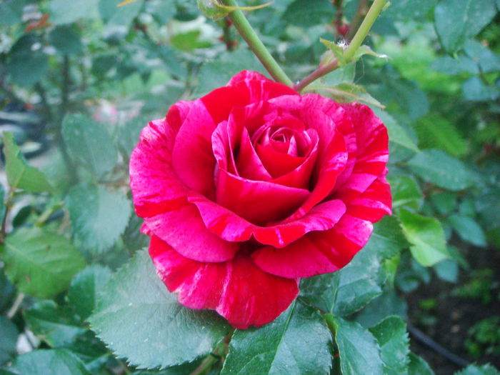 Deep Impression 2015-05-23