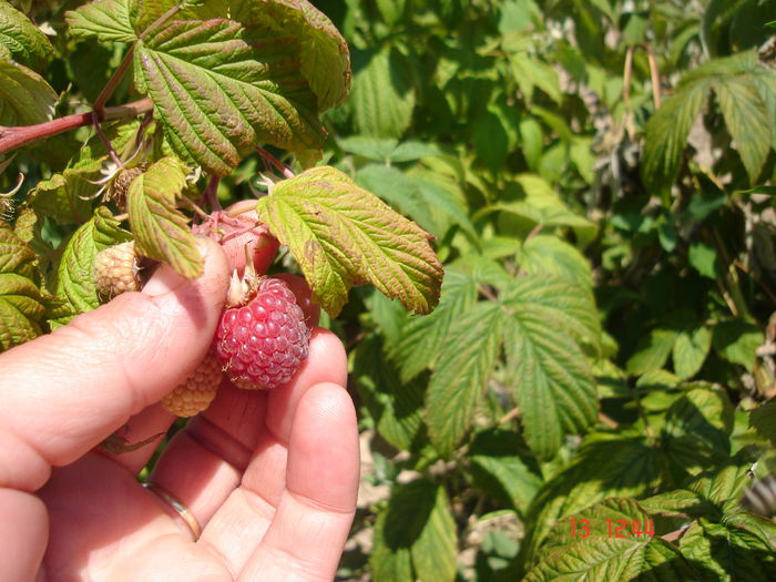 13 iun 2015 Primele fructe - o - Zmeura