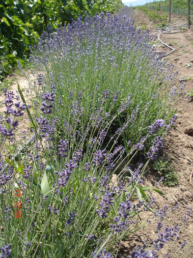 13 iun 2015 001 - Lavanda officinalis