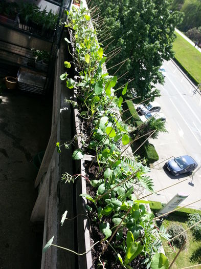 20150510_115237 - balcon 2015