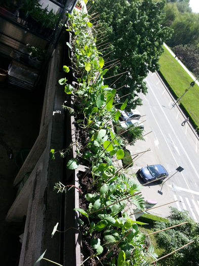 20150510_115240 - balcon 2015