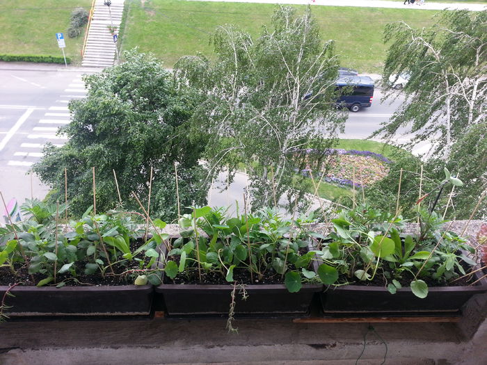 20150510_164122 - balcon 2015