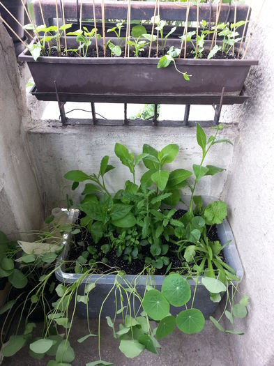 20150517_111331 - balcon 2015