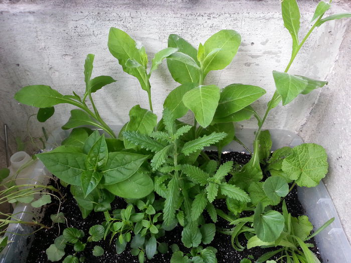 20150517_111338 - balcon 2015