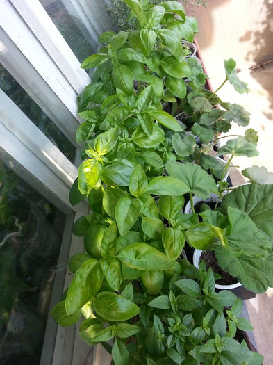 20150517_181616 - balcon 2015