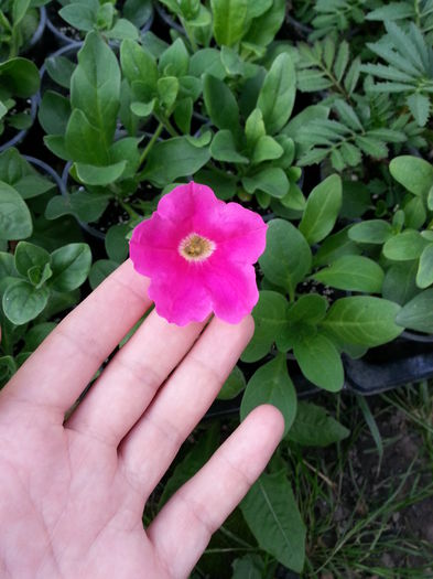 20150520_191515