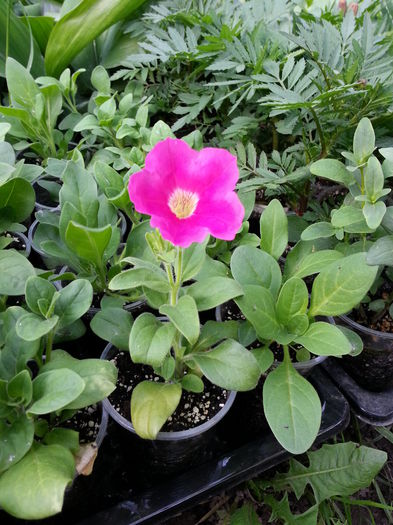 20150520_191519