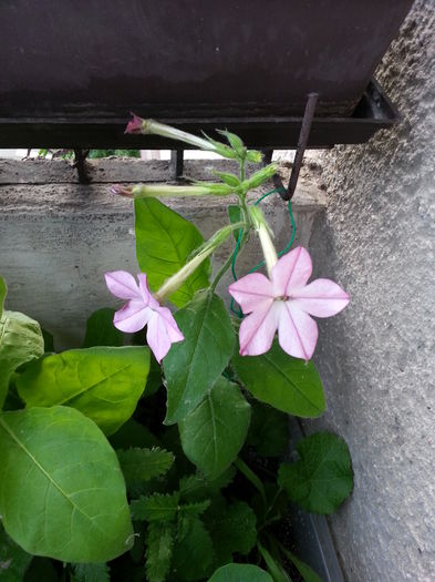 20150523_200245