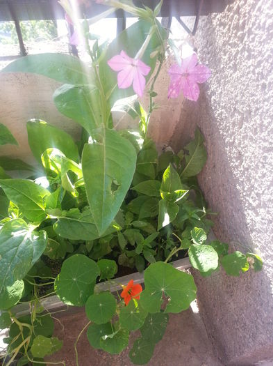 20150531_185355 - balcon 2015