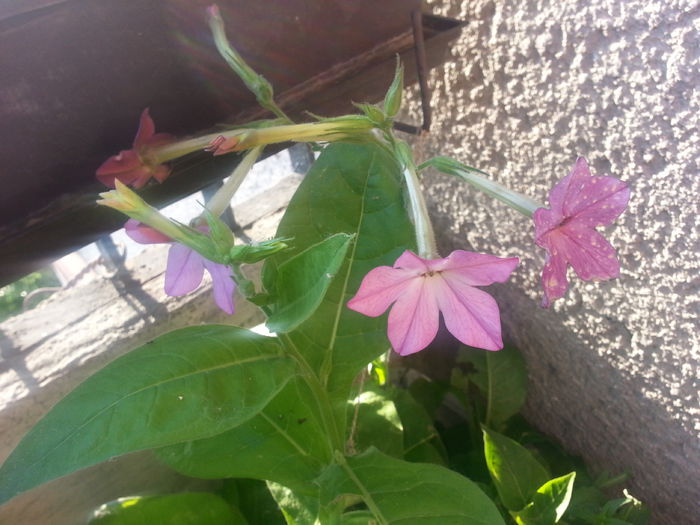 20150531_185358 - balcon 2015